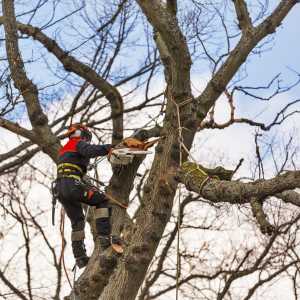 tree surgery