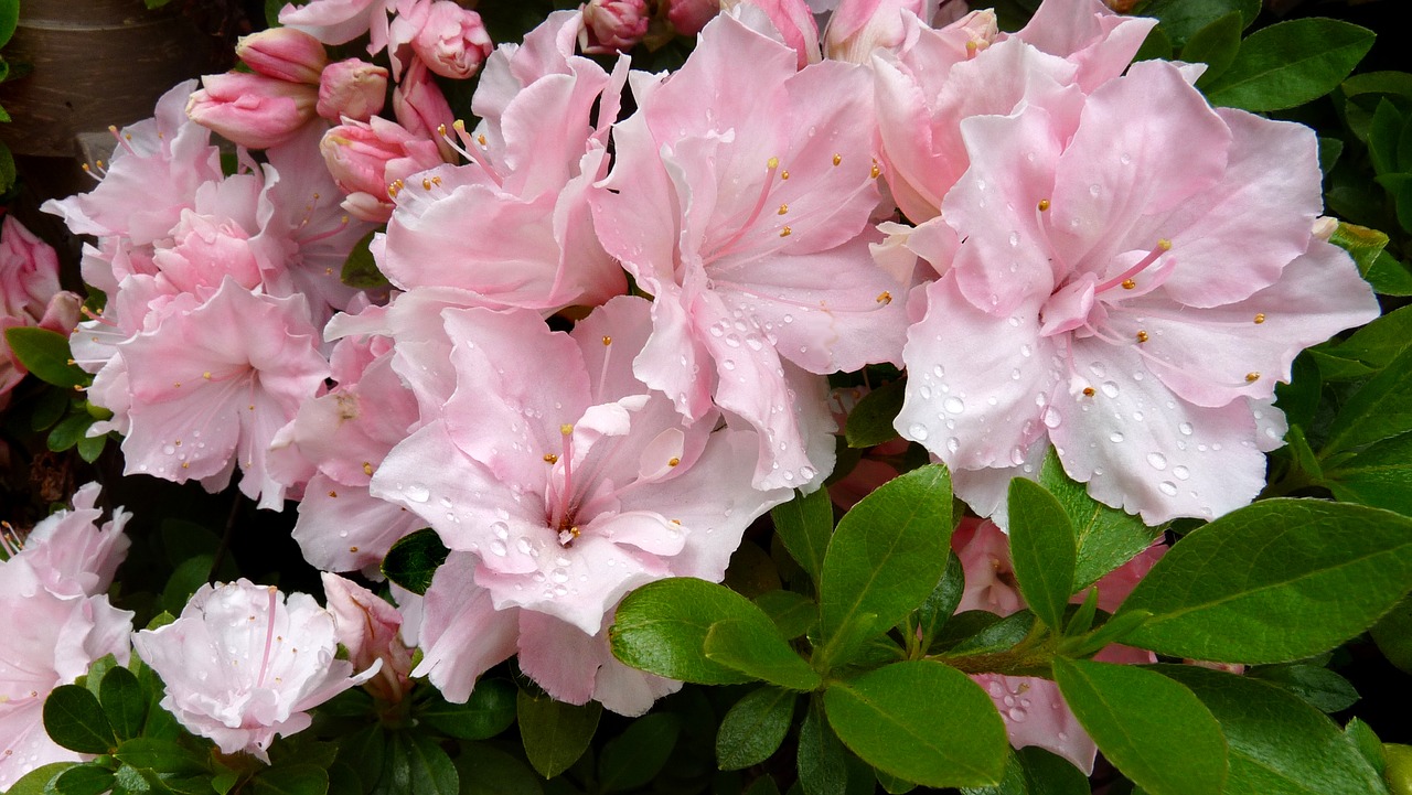 azalea-spring-bloom