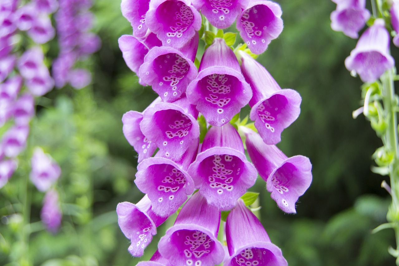 foxglove-summer-bloom