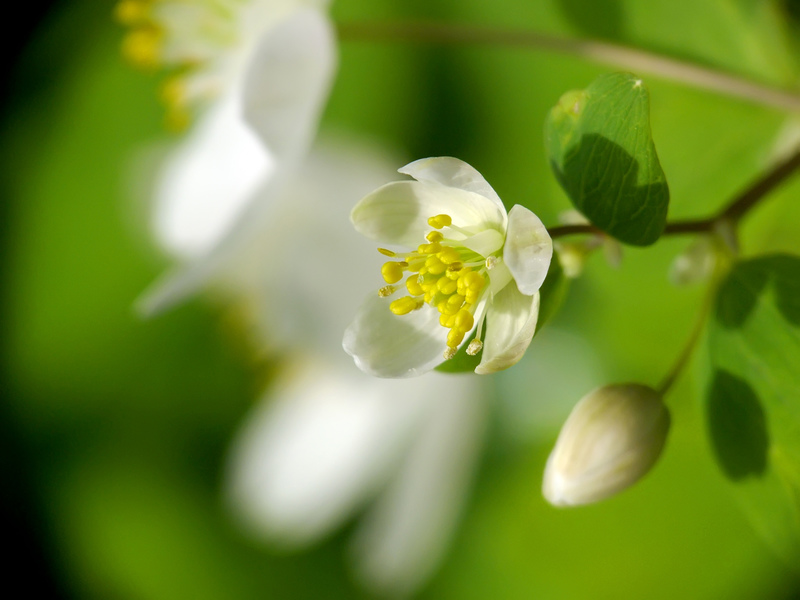 snowdrop-anemone-summer-bloom
