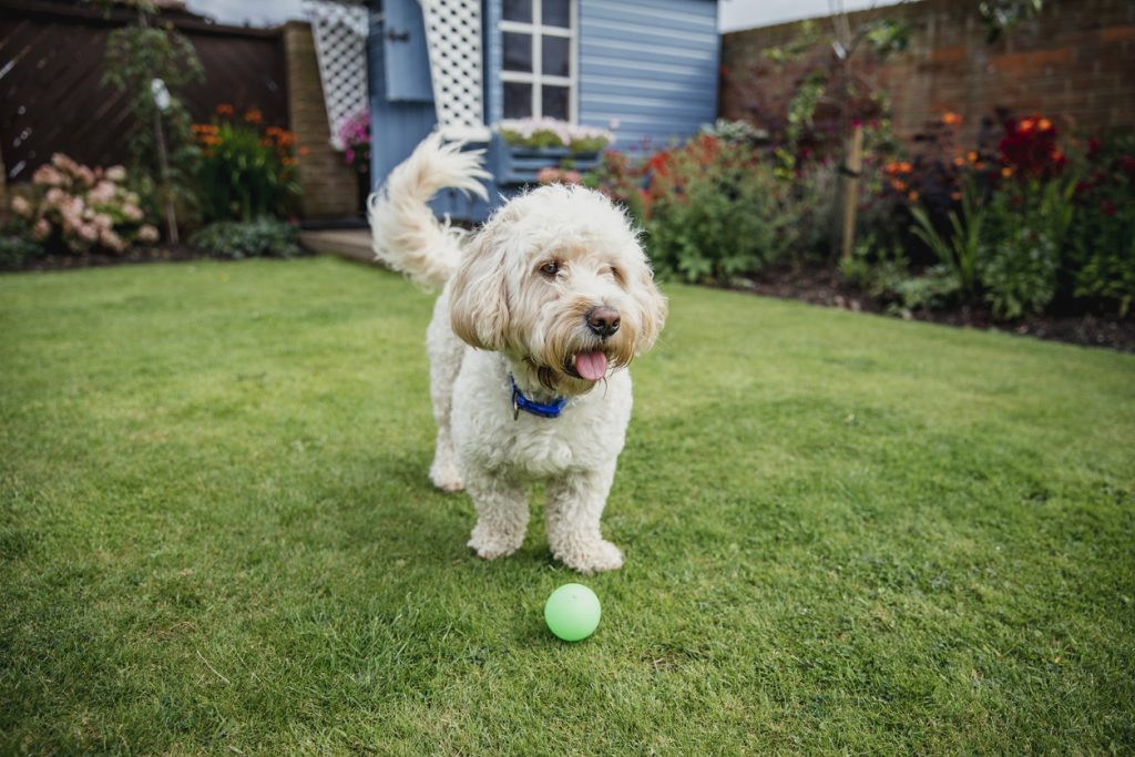 Dog Playing in the Garden