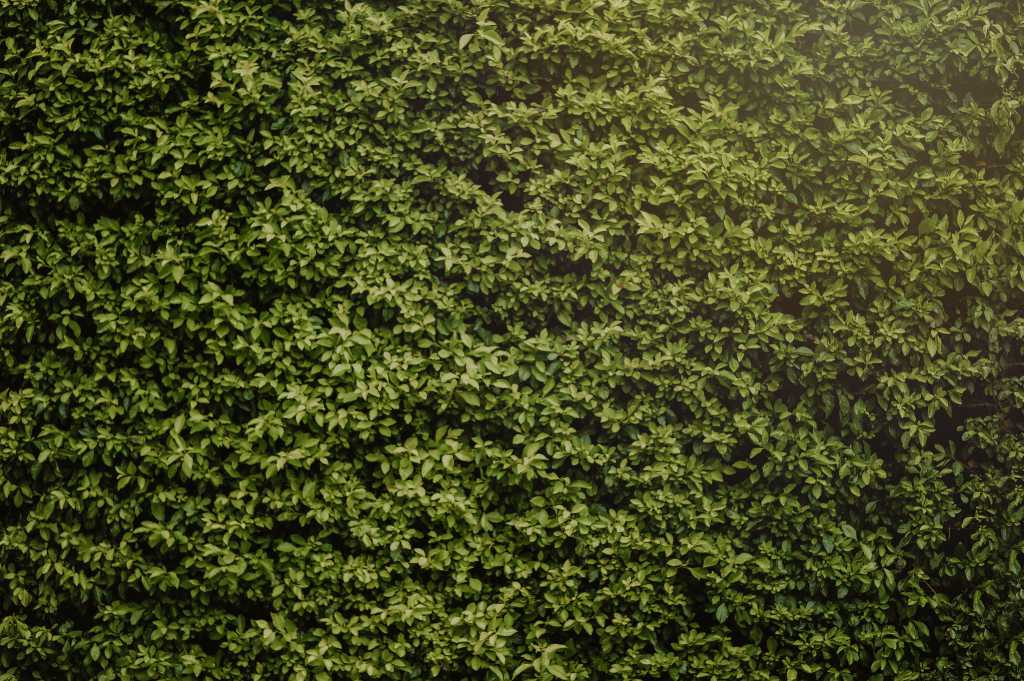 hedge-wall