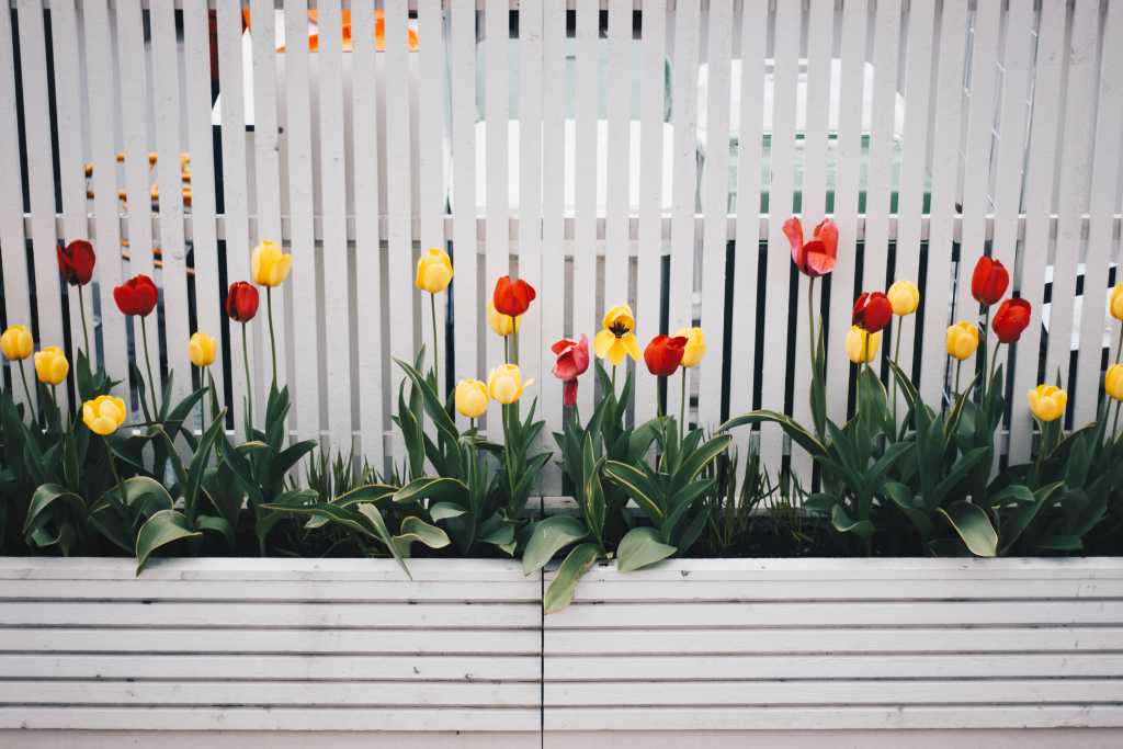 white-fence-flowers