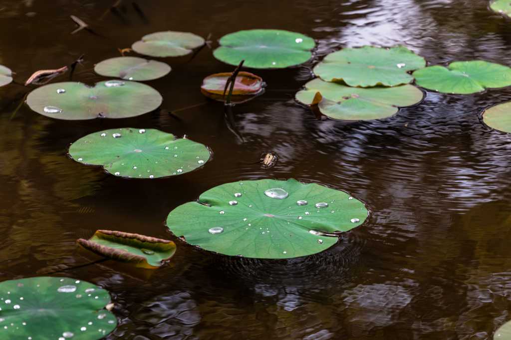 garden-pond