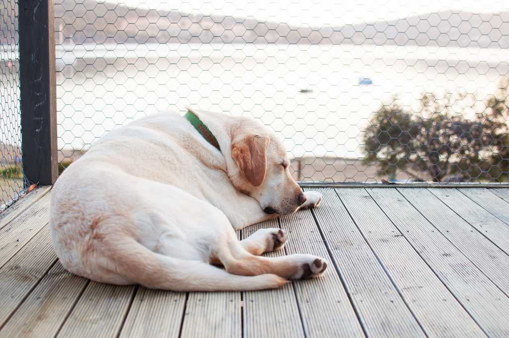 wooden-decking-dog