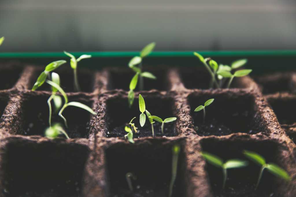 plants growing together