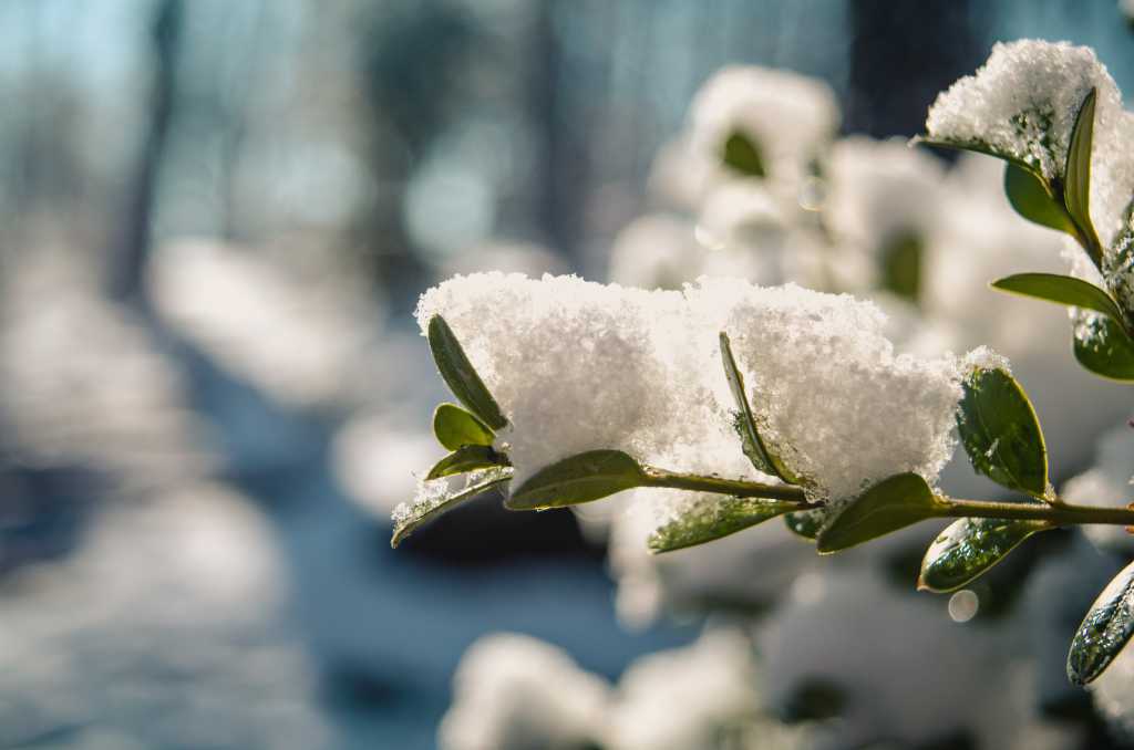 cold branch snow leaves