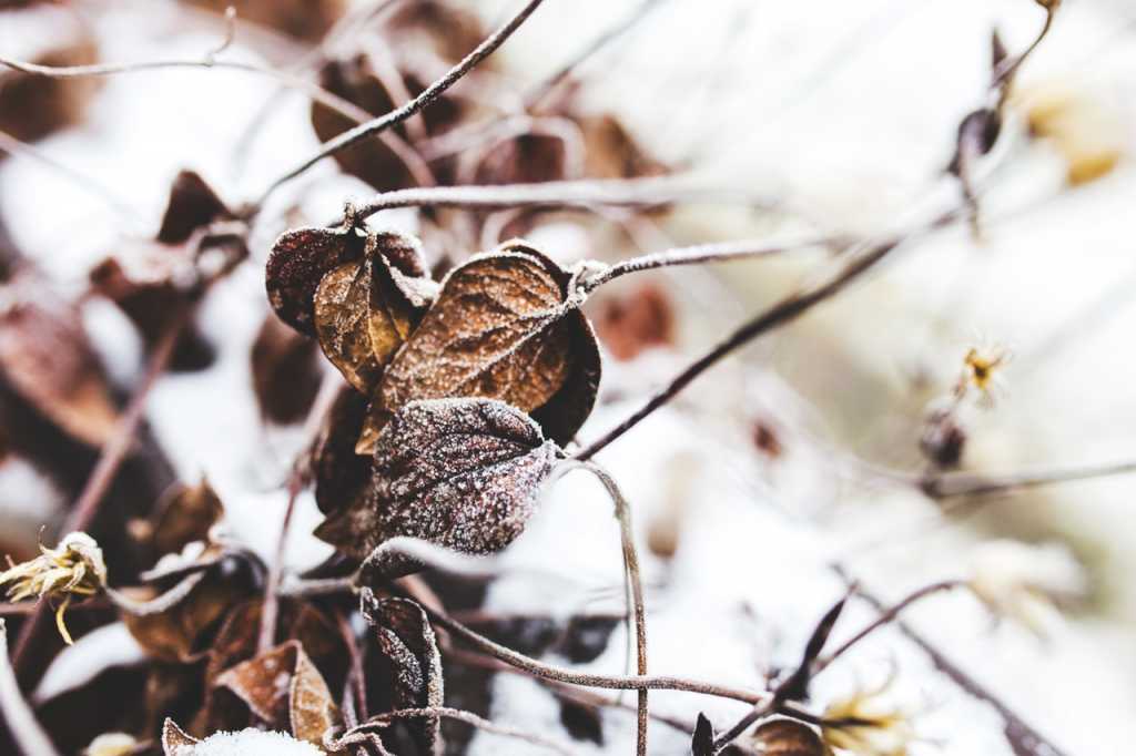 winter leaves 