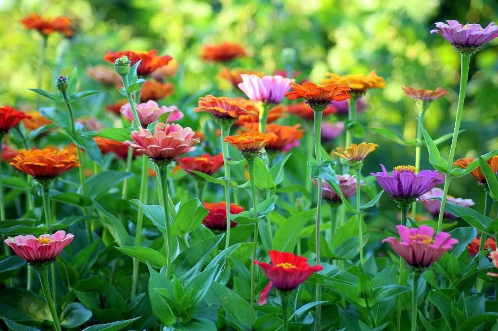 flowers in garden in may