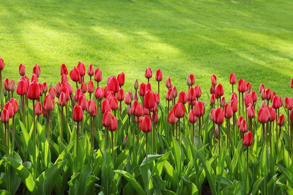 tulips in march springtime