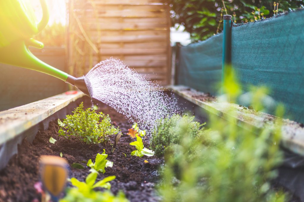 watering can watering plants