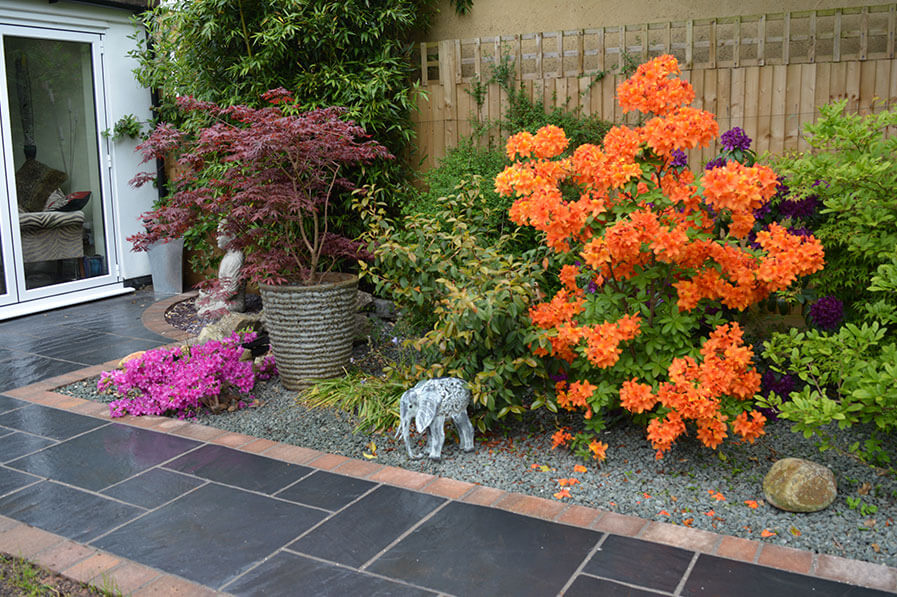 back garden with orange flowers