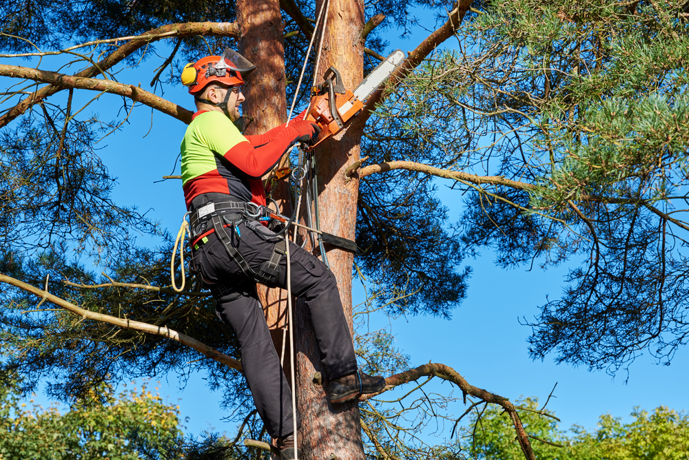 a man cutting a tree branch